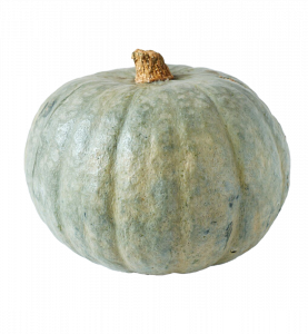 Zucca