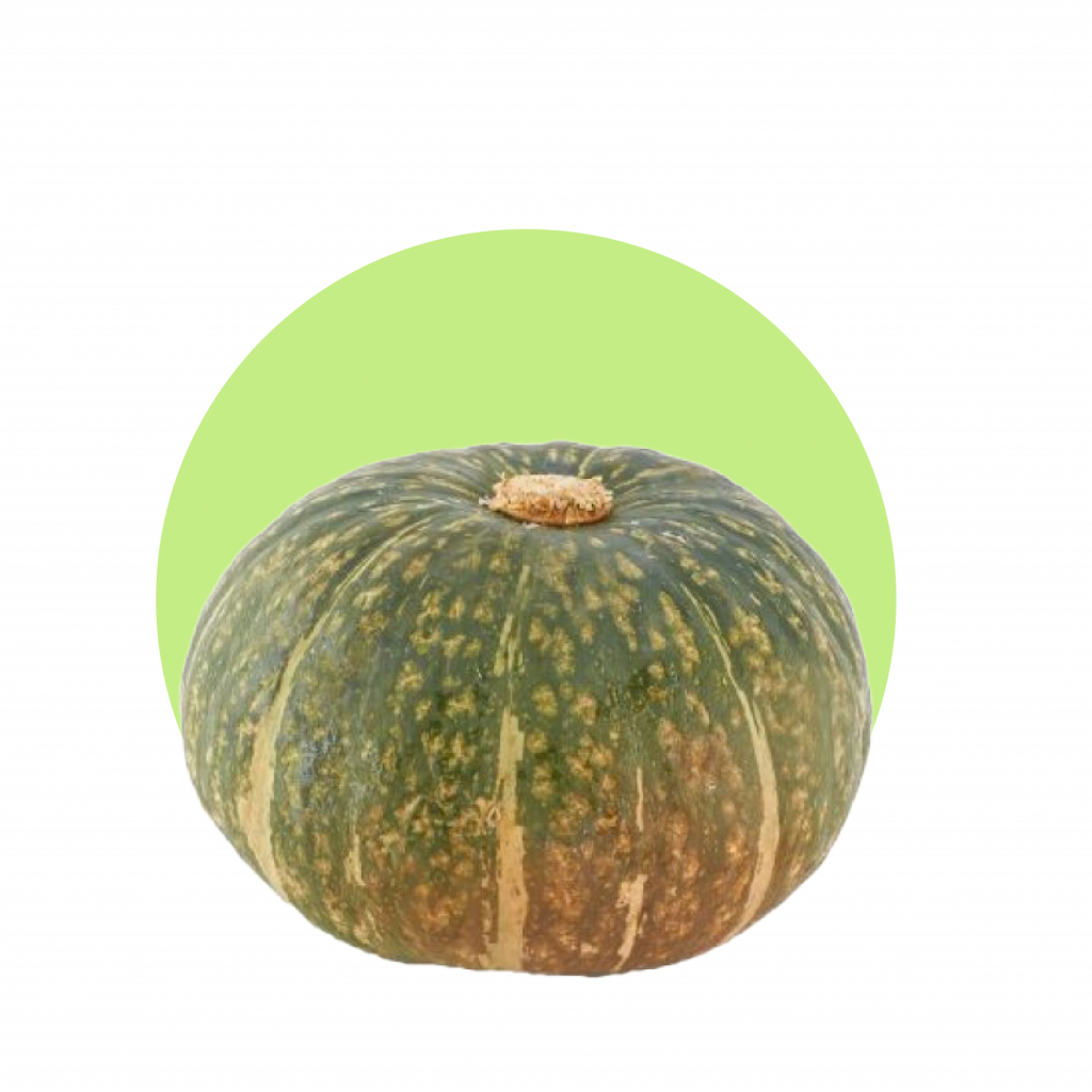 Zucca delica def_Tavola disegno 1 Zucca delica def_Tavola disegno 1